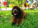 Brown Velvet Buddy von den Schwarzwald Baren (Germ