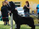 Seabrooks Best Man at Pouch Cove(USA)