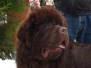 Brown Velvet Buddy von den Schwarzwald Baren (Germ