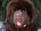 Brown Velvet Buddy von den Schwarzwald Baren (Germ