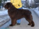Brown Velvet Buddy von den Schwarzwald Baren (Germ