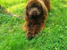 Brown Velvet Buddy von den Schwarzwald Baren (Germ
