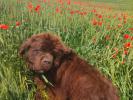 Brown Velvet Buddy von den Schwarzwald Baren (Germ