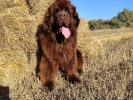 Brown Velvet Buddy von den Schwarzwald Baren (Germ