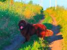 Brown Velvet Buddy von den Schwarzwald Baren (Germ