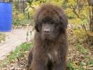 Brown Velvet Buddy von den Schwarzwald Baren (Germ