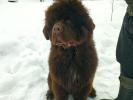 Brown Velvet Buddy von den Schwarzwald Baren (Germ