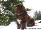 Darling Mia Queen Dannad