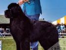 Pouch Cove's Dark Horse