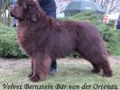 Velvet Bernstein Bar von der Ortenau