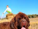 Brown Velvet Buddy von den Schwarzwald Baren (Germ