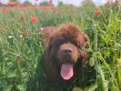 Brown Velvet Buddy von den Schwarzwald Baren (Germ