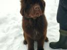 Brown Velvet Buddy von den Schwarzwald Baren (Germ