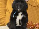 male C dark blue