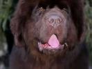 Brown Velvet Buddy von den Schwarzwald Baren (Germ