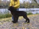 Brown Velvet Buddy von den Schwarzwald Baren (Germ