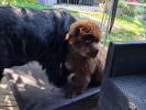 Brown Velvet Buddy von den Schwarzwald Baren (Germ