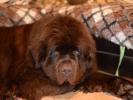 Brown Velvet Buddy von den Schwarzwald Baren (Germ