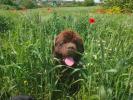 Brown Velvet Buddy von den Schwarzwald Baren (Germ