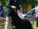 Seabrooks Best Man at Pouch Cove(USA)