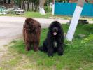 Brown Velvet Buddy von den Schwarzwald Baren (Germ