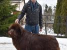 Brown Velvet Buddy von den Schwarzwald Baren (Germ