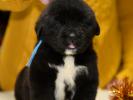 male C dark blue