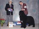 Seabrooks Best Man at Pouch Cove(USA)