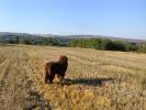 Brown Velvet Buddy von den Schwarzwald Baren (Germ