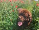 Brown Velvet Buddy von den Schwarzwald Baren (Germ