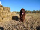 Brown Velvet Buddy von den Schwarzwald Baren (Germ