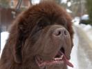 Brown Velvet Buddy von den Schwarzwald Baren (Germ