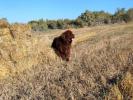 Brown Velvet Buddy von den Schwarzwald Baren (Germ
