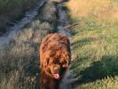 Brown Velvet Buddy von den Schwarzwald Baren (Germ