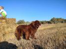 Brown Velvet Buddy von den Schwarzwald Baren (Germ