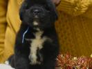 male C dark blue