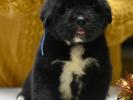 male C dark blue