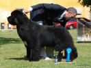 Seabrooks Best Man at Pouch Cove(USA)