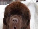 Brown Velvet Buddy von den Schwarzwald Baren (Germ