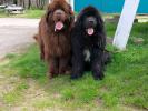 Brown Velvet Buddy von den Schwarzwald Baren (Germ