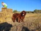 Brown Velvet Buddy von den Schwarzwald Baren (Germ