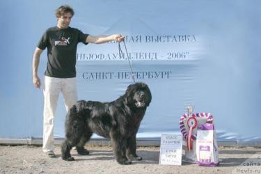 ньюфаундленд