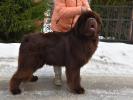 Brown Velvet Buddy von den Schwarzwald Baren (Germ
