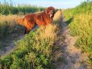 Brown Velvet Buddy von den Schwarzwald Baren (Germ