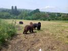 Brown Velvet Buddy von den Schwarzwald Baren (Germ