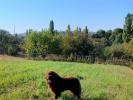 Brown Velvet Buddy von den Schwarzwald Baren (Germ