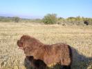 Brown Velvet Buddy von den Schwarzwald Baren (Germ