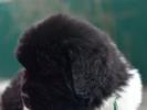 Sent Djons Elbrus (Rezerv)