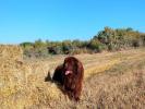 Brown Velvet Buddy von den Schwarzwald Baren (Germ