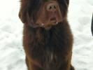 Brown Velvet Buddy von den Schwarzwald Baren (Germ